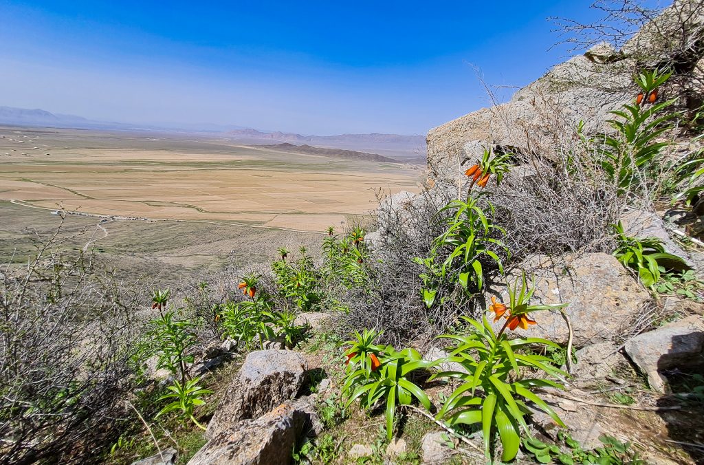 Aigul Blume auf dem Aigul Too Berg in Batken