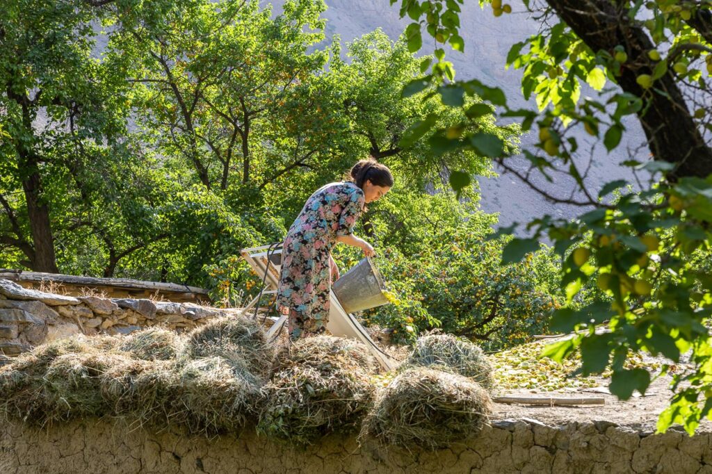 Pamiri-Mädchen schüttet Äpfel und Aprikosen zum Trocknen auf das Dach des Hauses