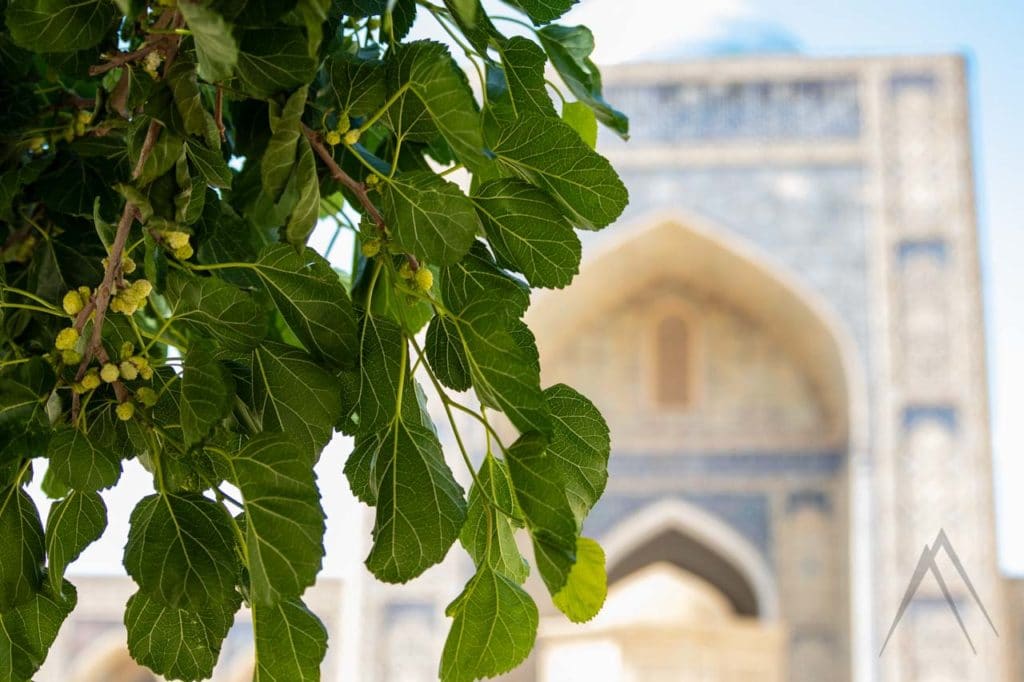 Maulbeerbaum in einem Innenhof einer Madrasa in Buchara