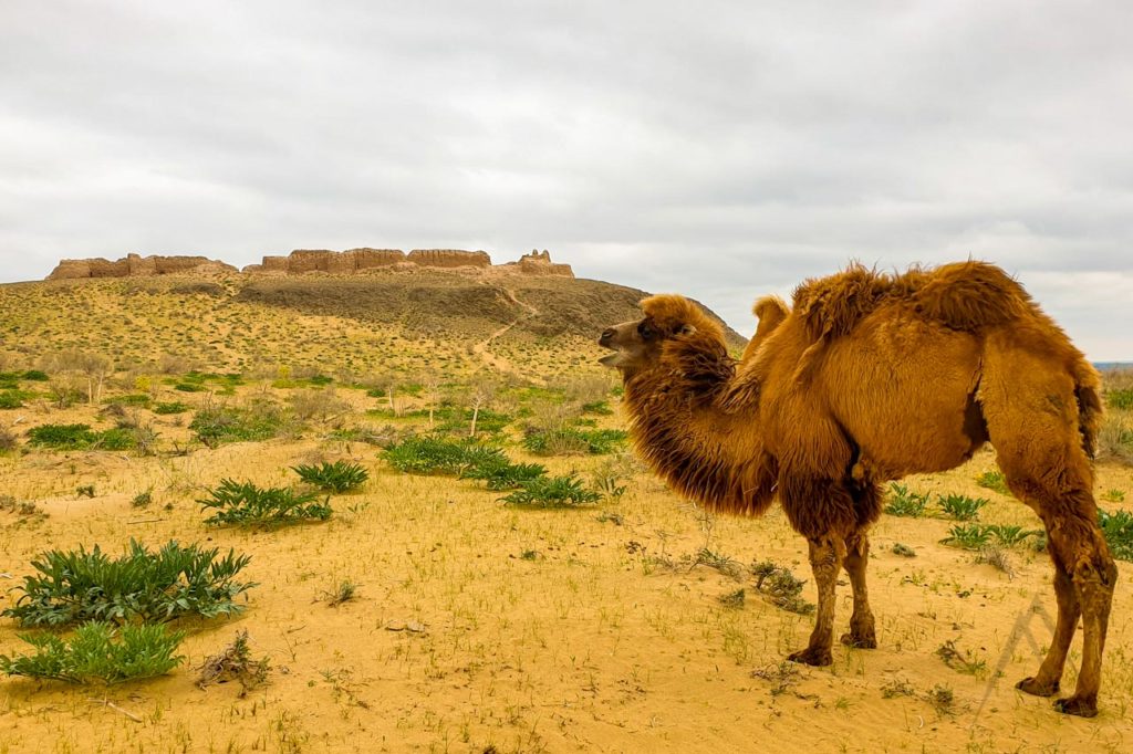 Ruinen der Festung Ayaz Kala in Karakalpakstan, Kyzyl Kum Wüste, mit einem Kamel