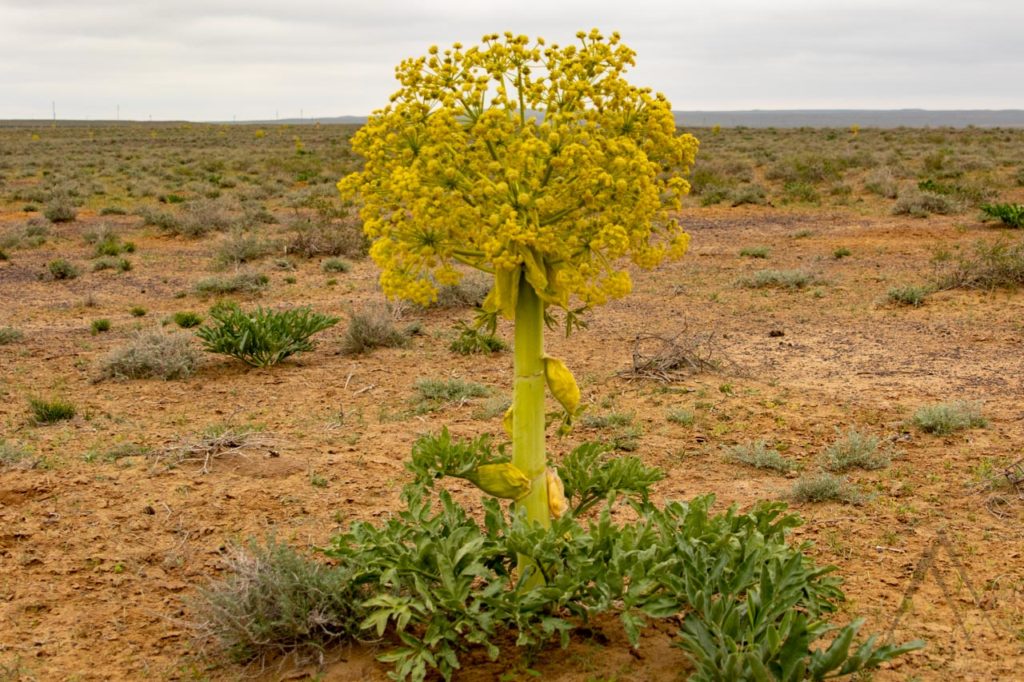 Große Wüstenblume in der Kyzyl Kum Wüste in Usbekistan