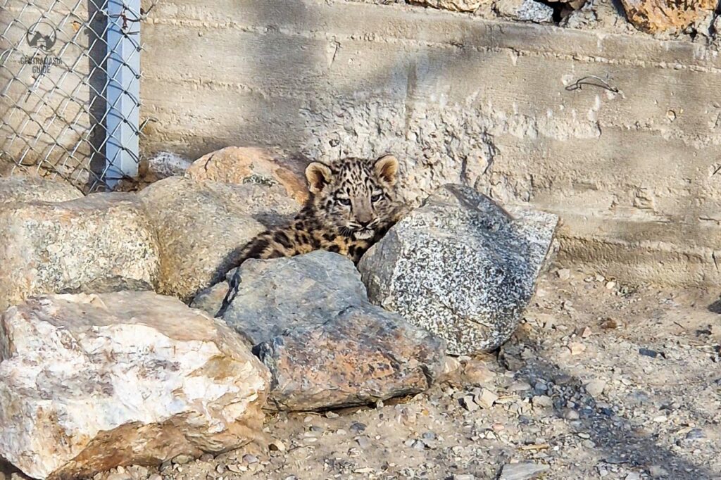 Schneeleopardenjunges im Pamir