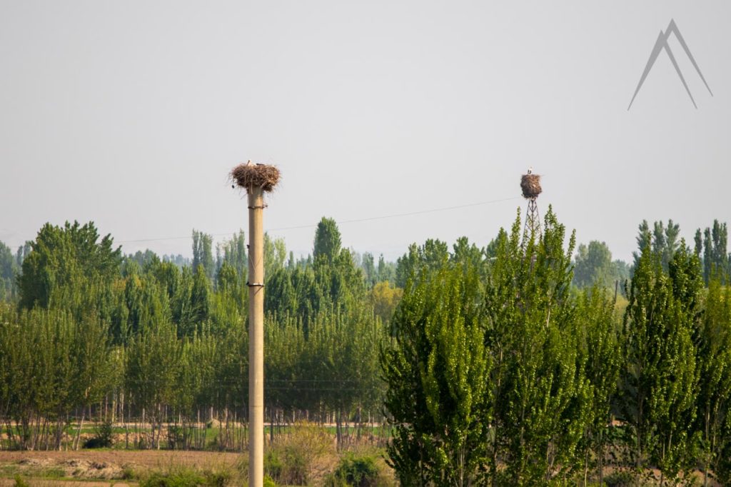 Storchennester in Usbekistan Fergana-Tal
