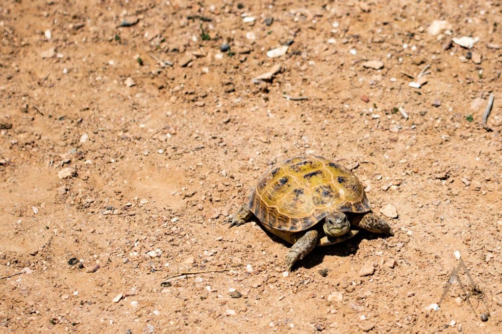 Schildkröte in der Kyzyl Kum Wüste in Usbekistan