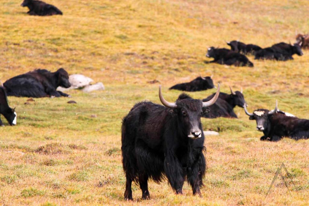 Yaks beim Grasen in Chatyr Kul, Kirgisistan